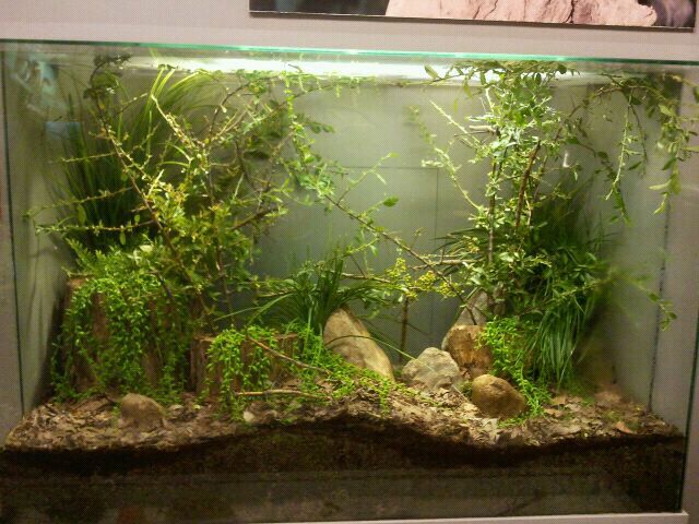 Jun. 2012-Giant Jumping Stick exhibit