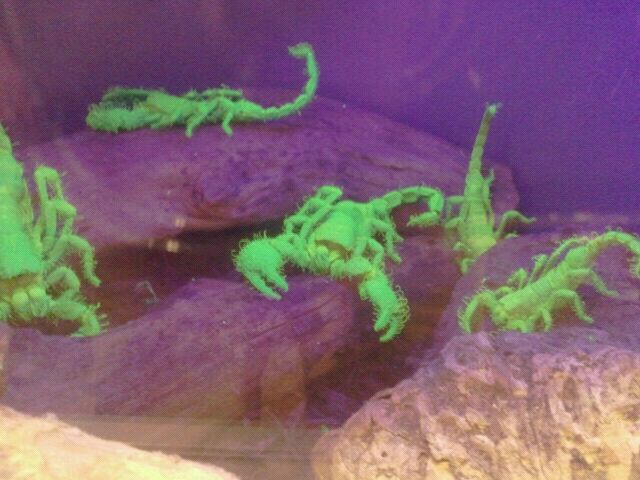 Jun. 2012-Glowing Emperor Scorpions