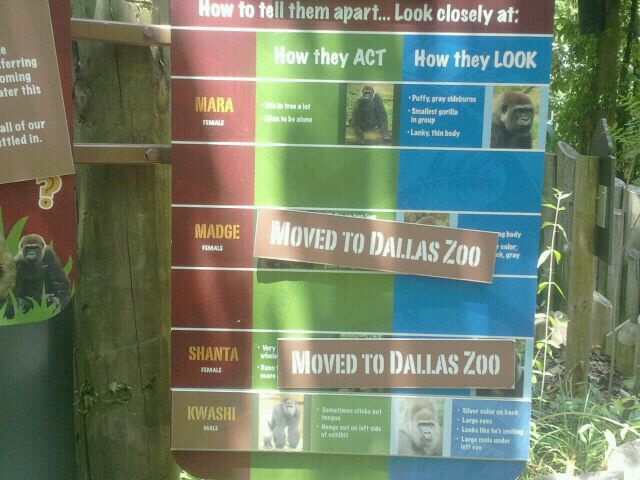 Jun. 2012-Gorilla Identification Sign (Kwashi's group)