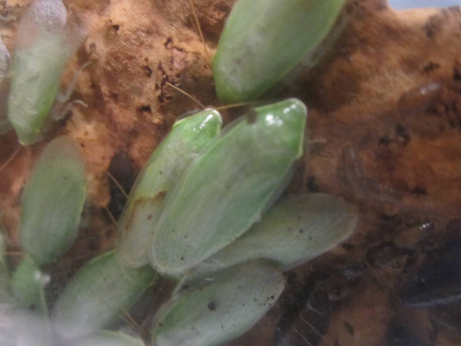 Jun. 2012-Green Leaf Cockroaches