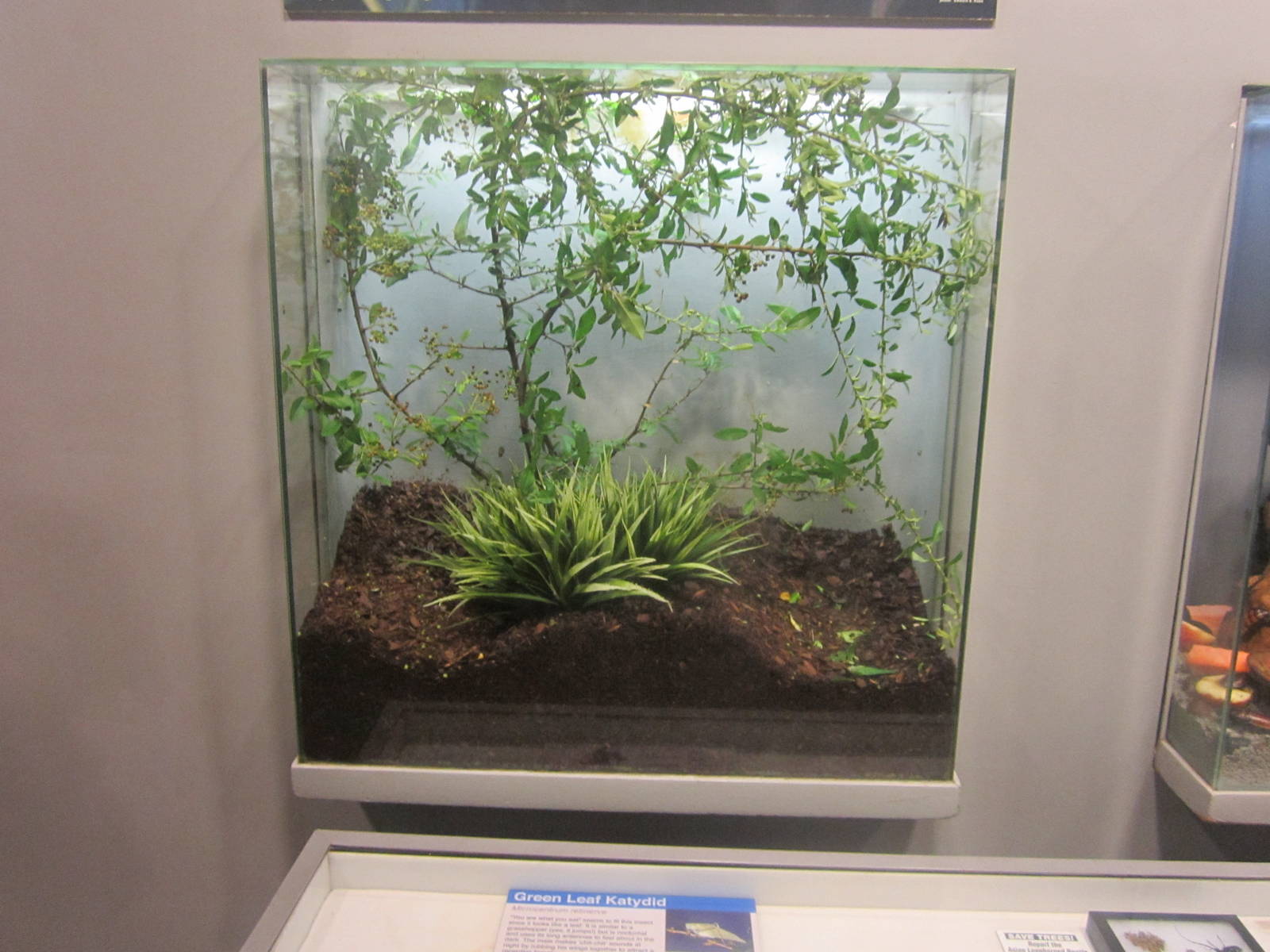 Jun. 2012-Green-leaf Katydid exhibit