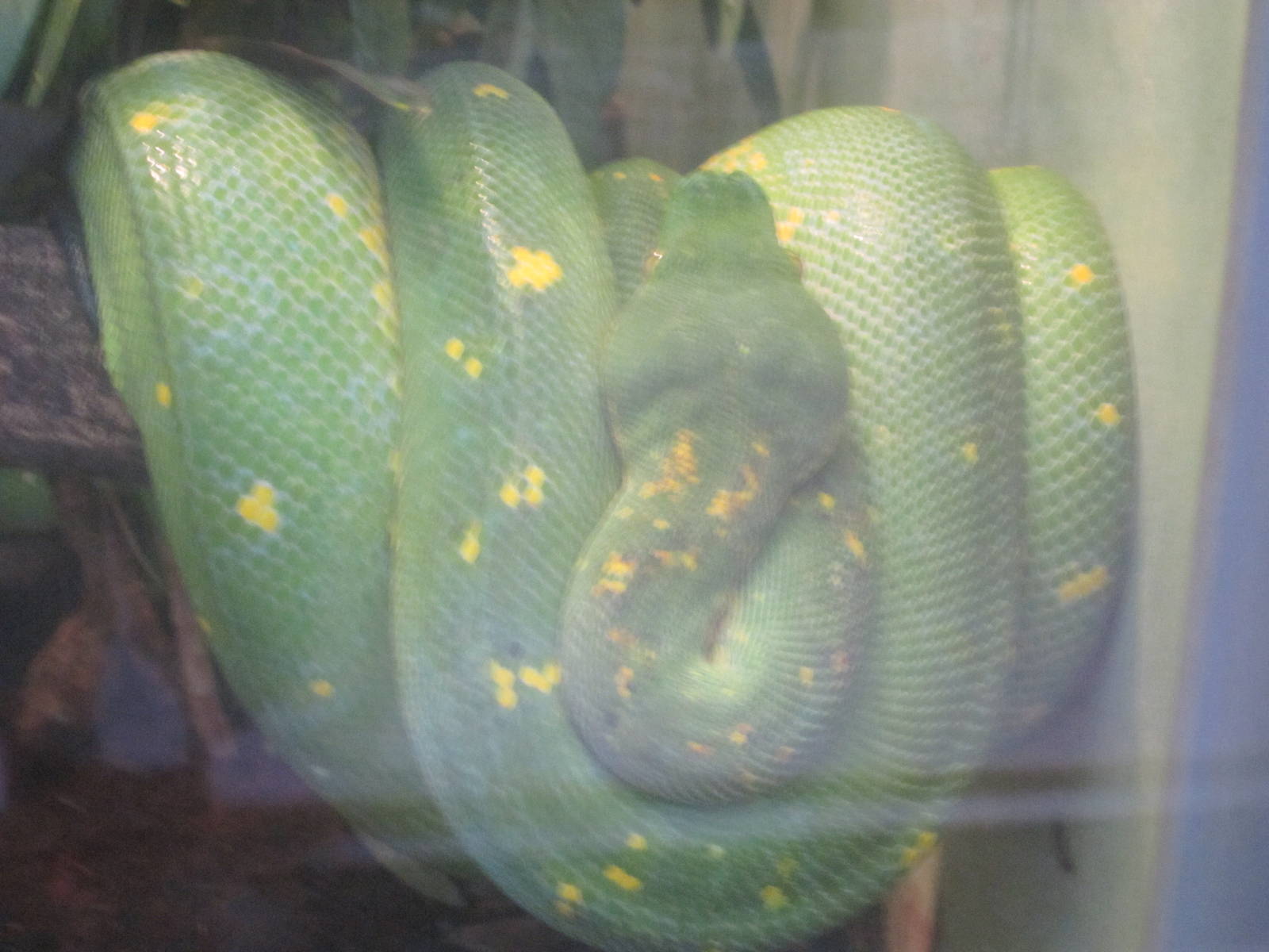 Jun. 2012-Green Tree Python