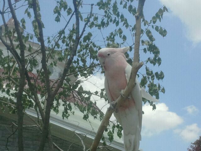 Jun. 2012-Henry the Major Mitchells Cockatoo