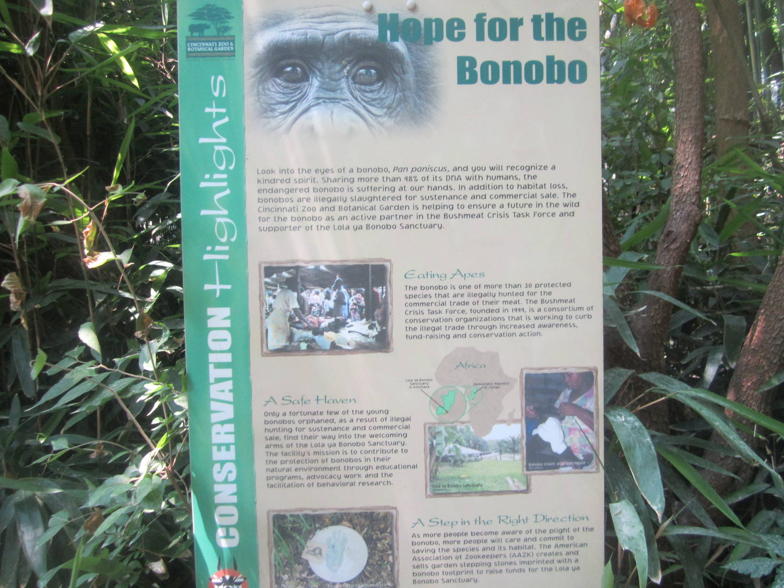 Jun. 2012-Hope for the Bonobo