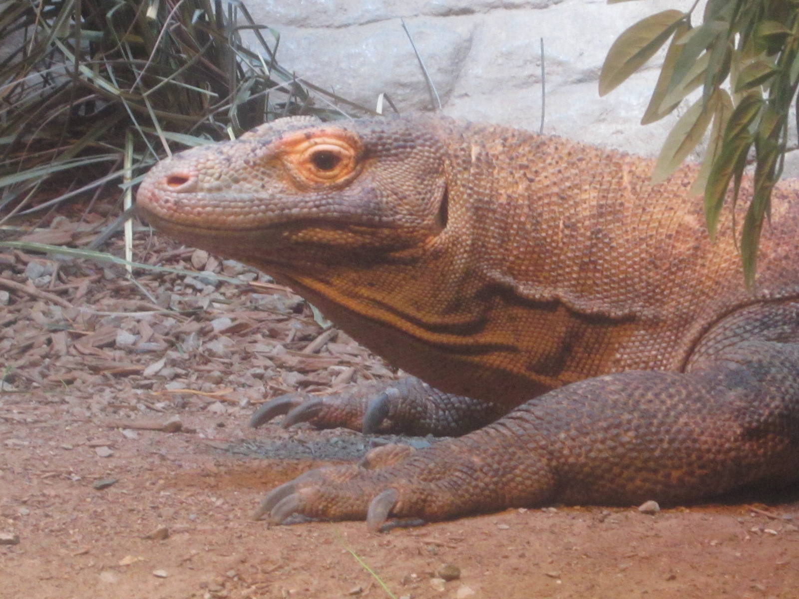 Jun. 2012-Hudo, the Komodo dragon