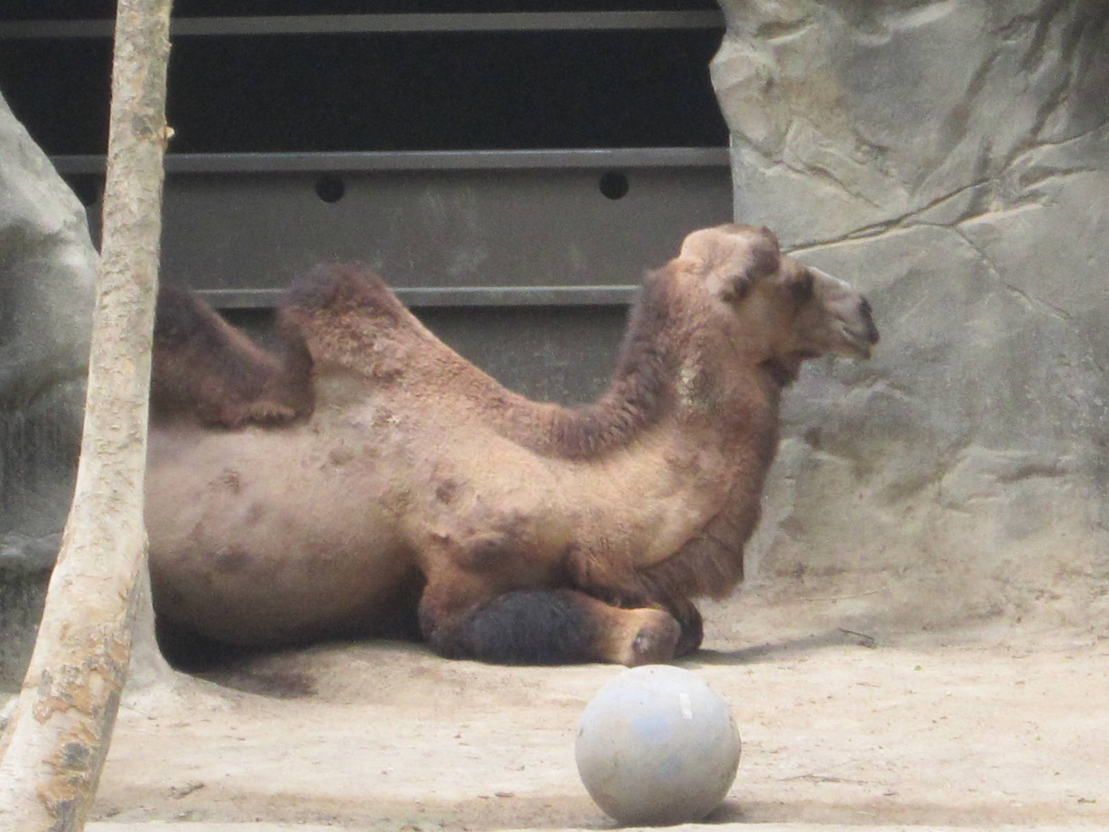 Jun. 2012-Humphrey, a Bactrian Camel