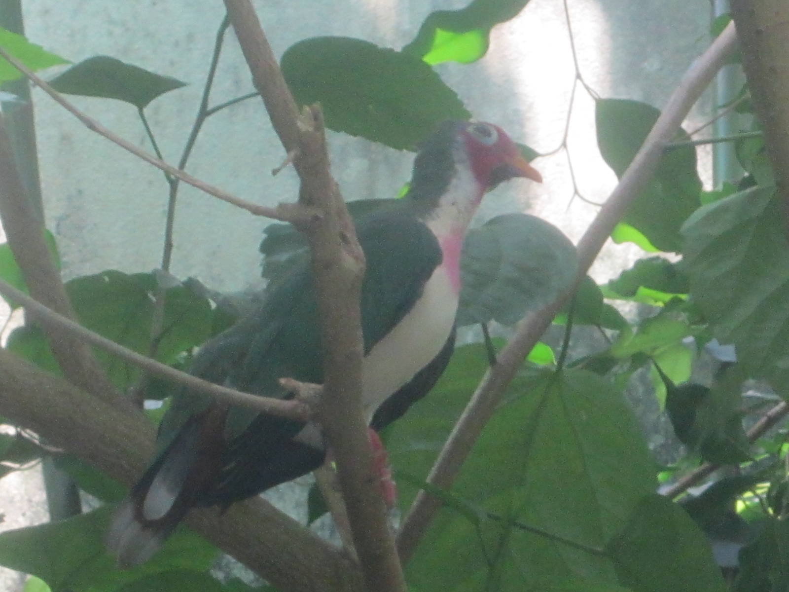 Jun. 2012-Jambu Fruit Dove