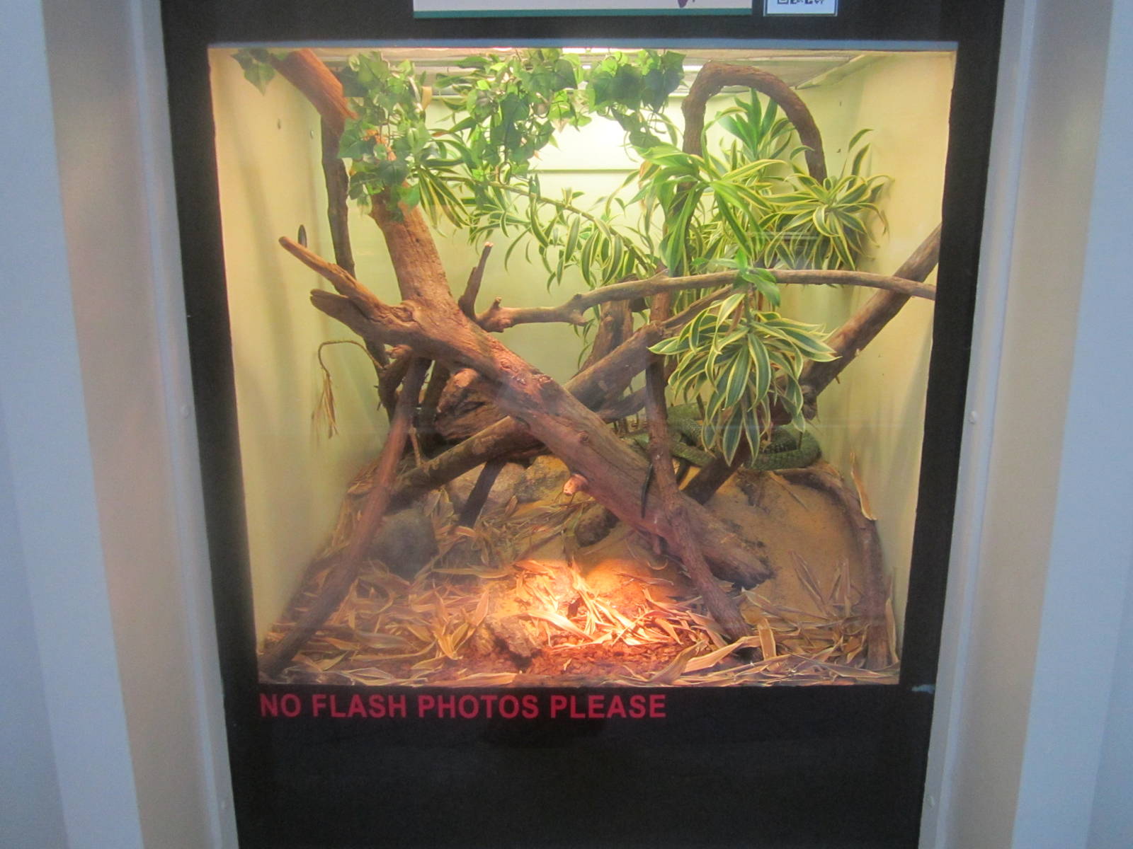 Jun. 2012-Jameson's Mamba exhibit