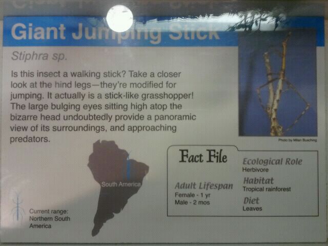 Jun. 2012-Jumping Stick sign