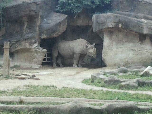 Jun. 2012-Klyde, the Eastern Black Rhinoceros