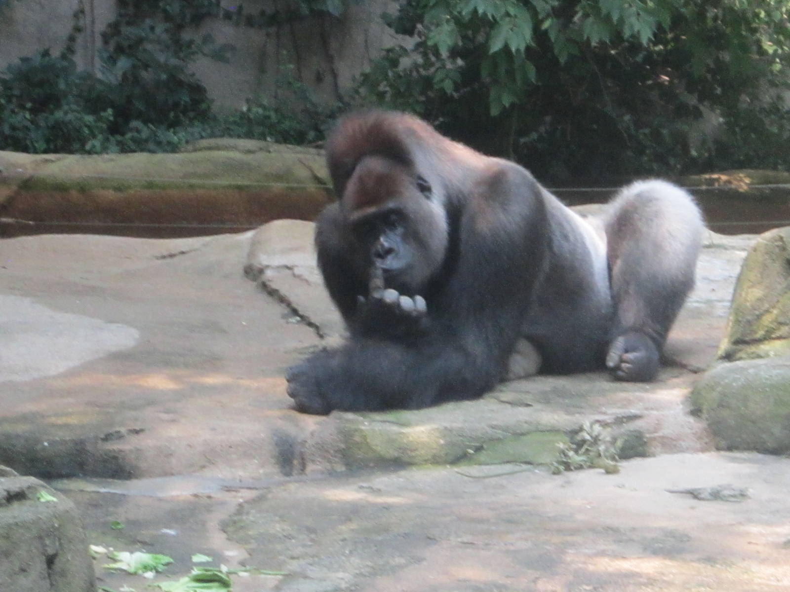Jun. 2012-Kwashi, the Western Lowland Gorilla