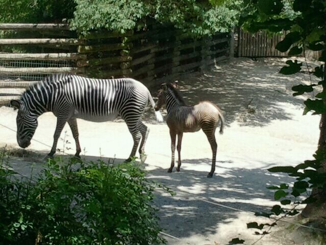 Jun. 2012-Lainey Lynn and baby Savanna