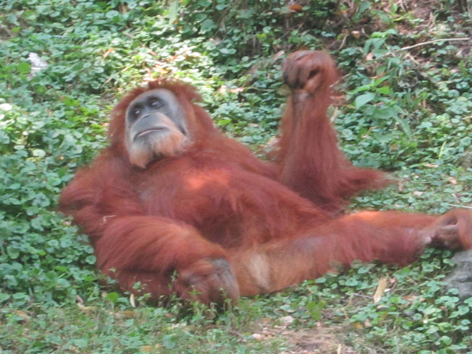 Jun. 2012-Lana the Sumatran Orangtutan