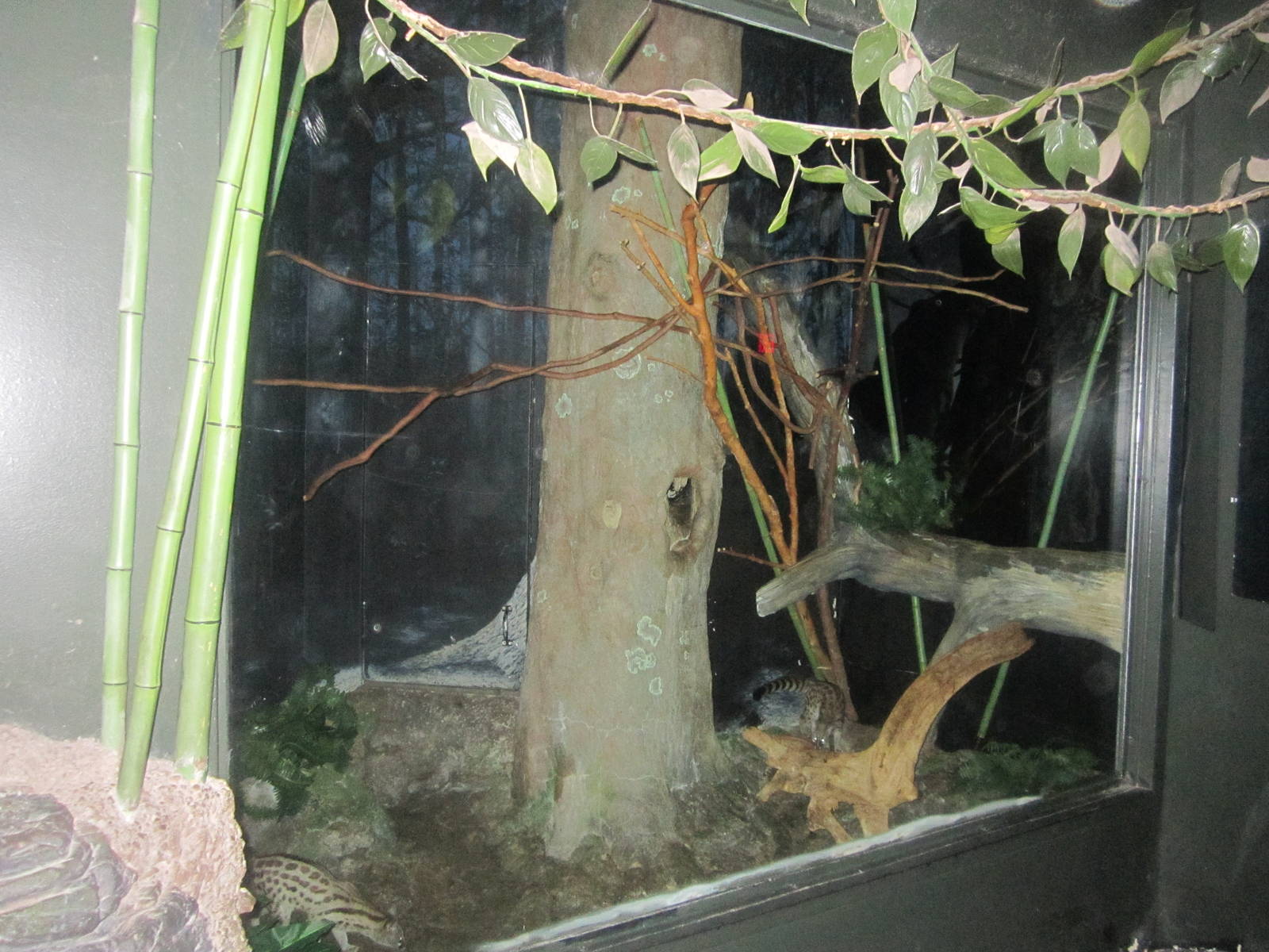 Jun. 2012-Large-spotted Genet exhibit