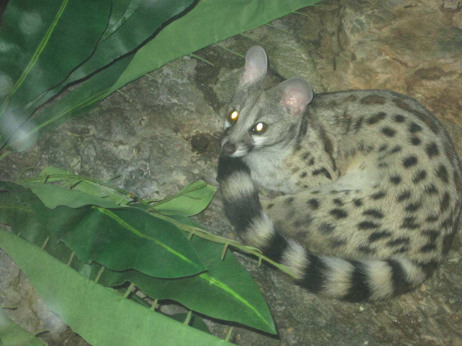 Jun. 2012-Large-spotted Genet