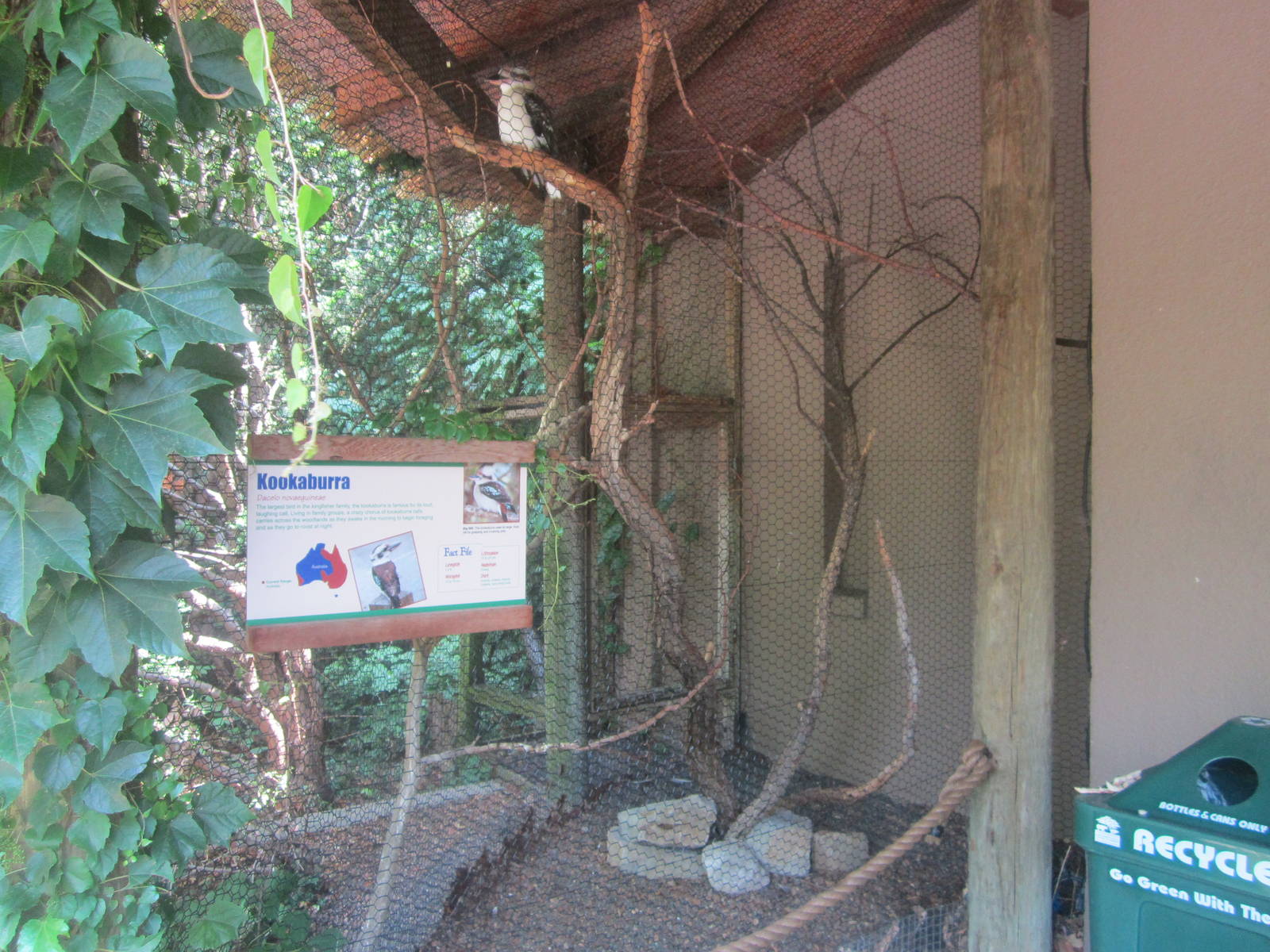 Jun. 2012-Laughing Kookaburra aviary