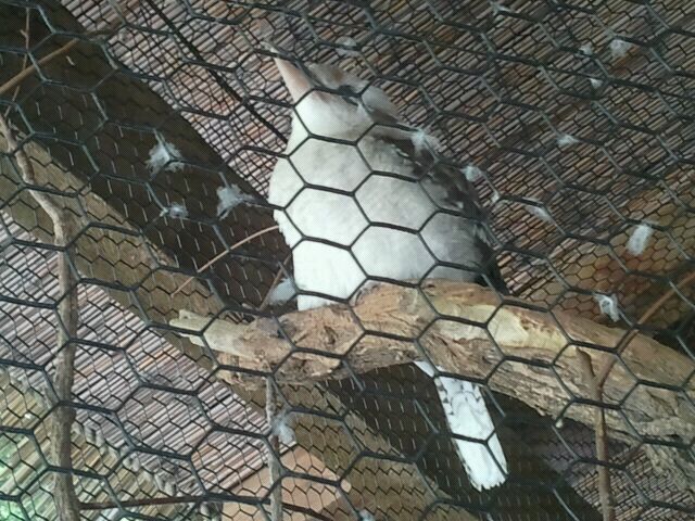 Jun. 2012-Laughing Kookaburra