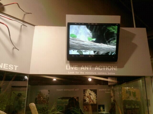 Jun. 2012-Leaf-cutter Ant exhibit