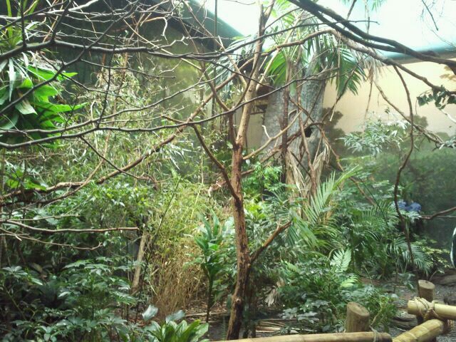 Jun. 2012-Left side of Australasia in Wings of the World