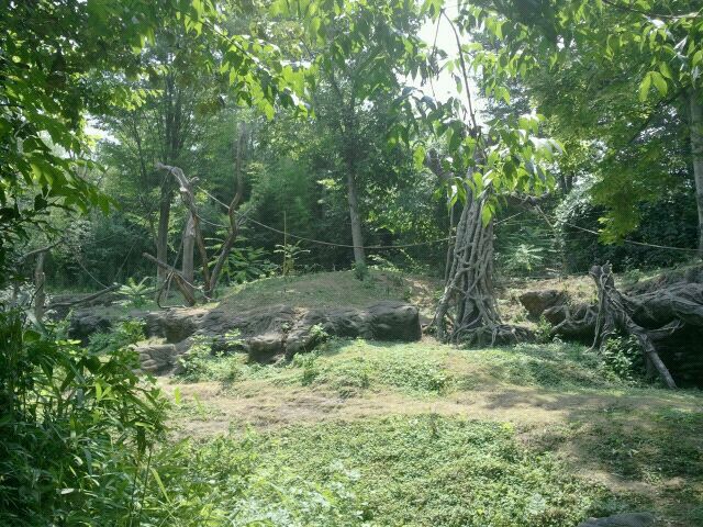 Jun. 2012-Left side of the Sumatran Orangutan exhibit