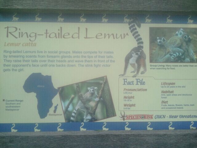 Jun. 2012-Lemur sign