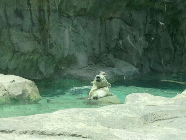 Jun. 2012-Little One, the Polar Bear