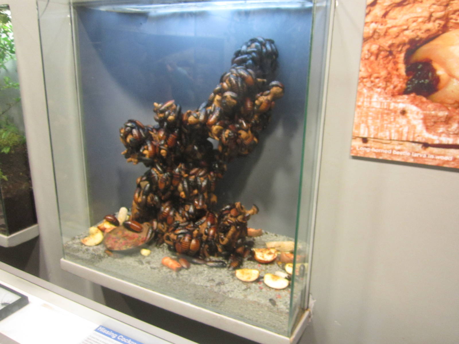 Jun. 2012-Madagascar hissing cockroach exhibit