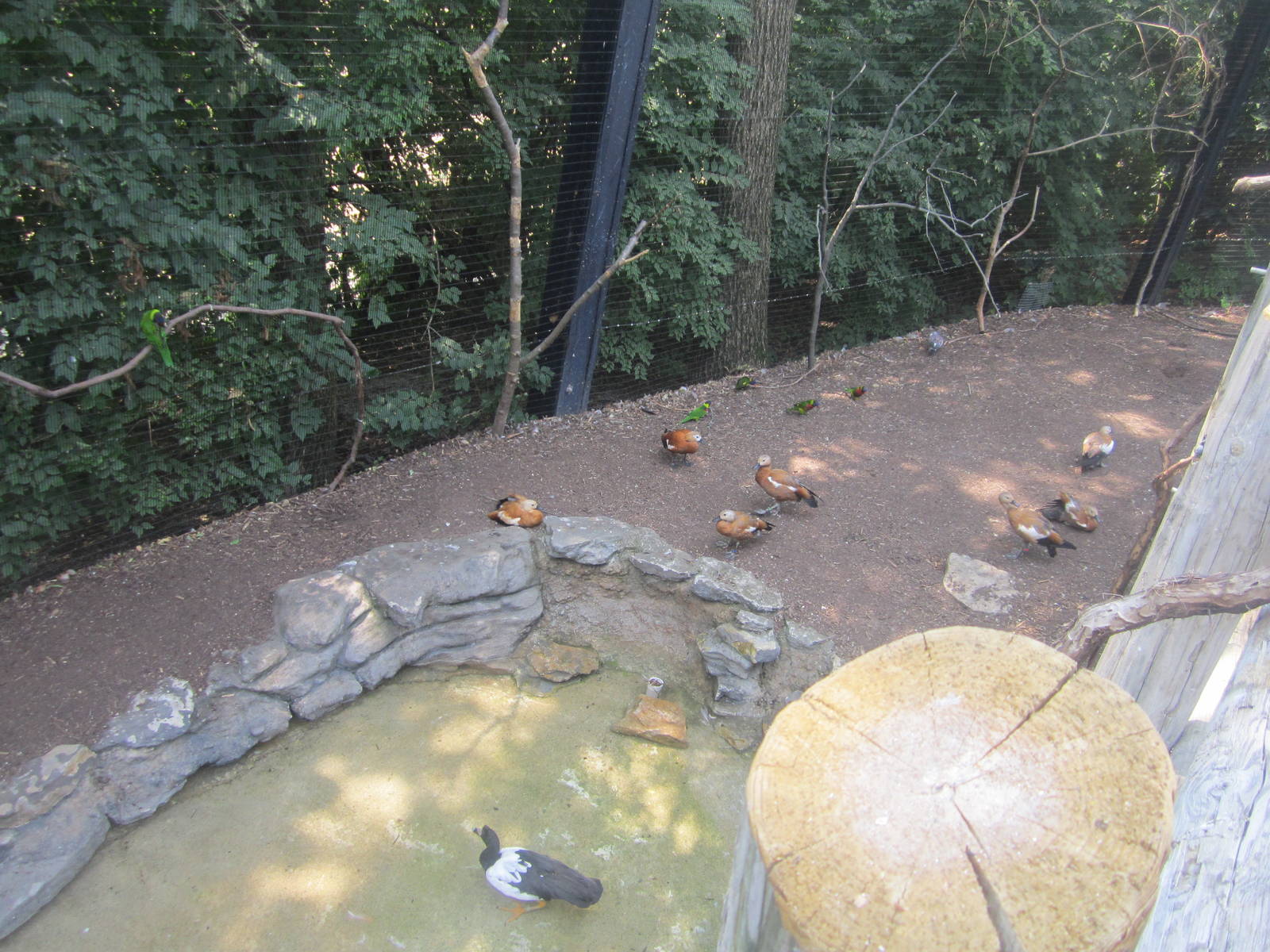 Jun. 2012-Magpie Goose, Ruddy Shelducks, and Ornate Lorikeets