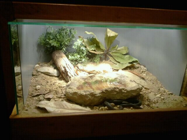 Jun. 2012-Mangrove Salt Marsh Snake exhibit