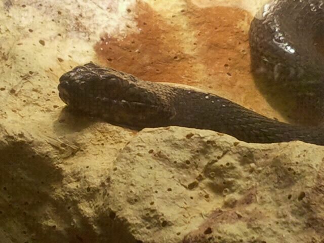 Jun. 2012-Mangrove Salt Marsh Snake