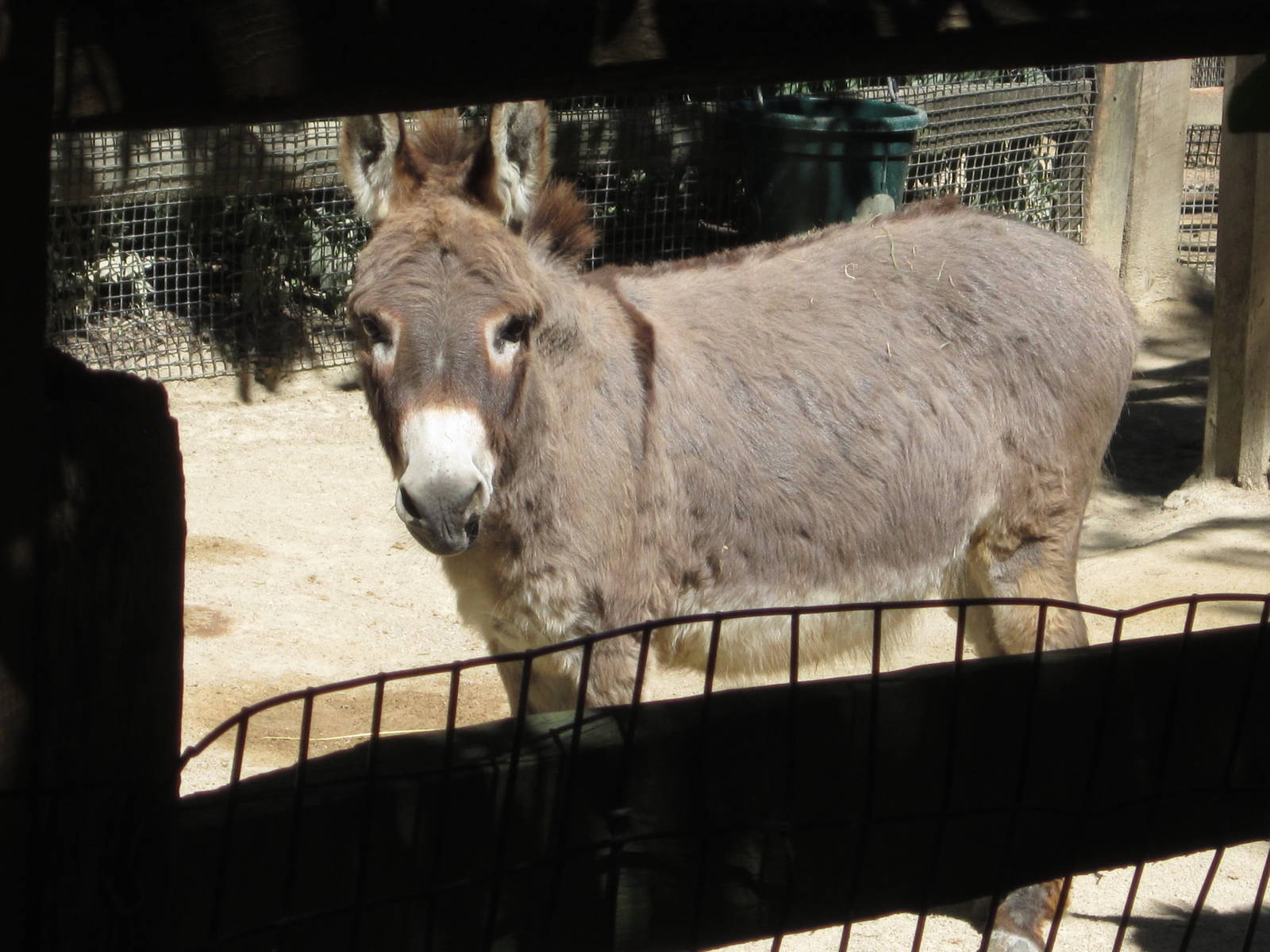 Jun. 2012-Miniature donkey