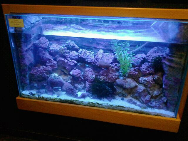 Jun. 2012-Mixed Aquatic Species tank