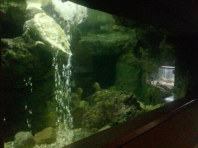 Jun. 2012-Mixed Species Tank