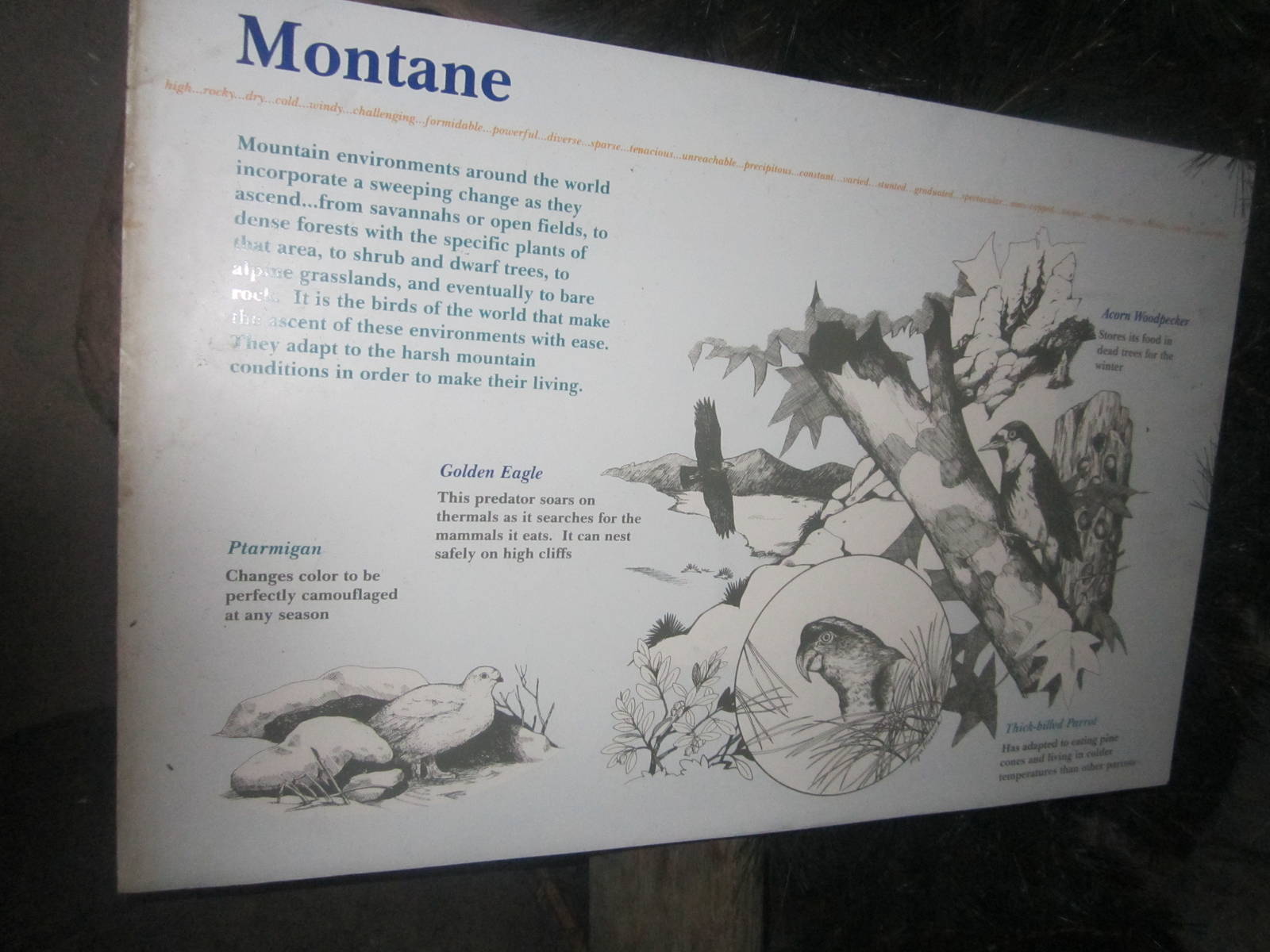 Jun. 2012-Montane Sign in Wings of the World