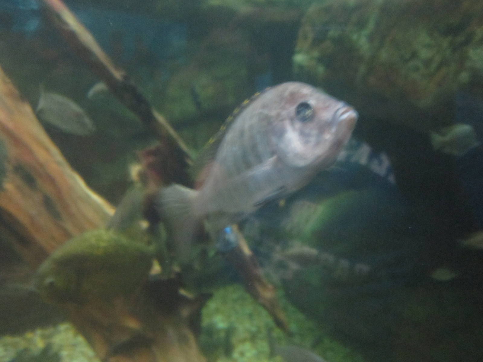 Jun. 2012-Mozambique Tilapia