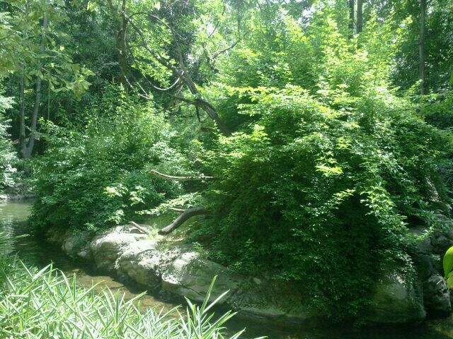 Jun. 2012-Mueller's Grey Gibbon Island