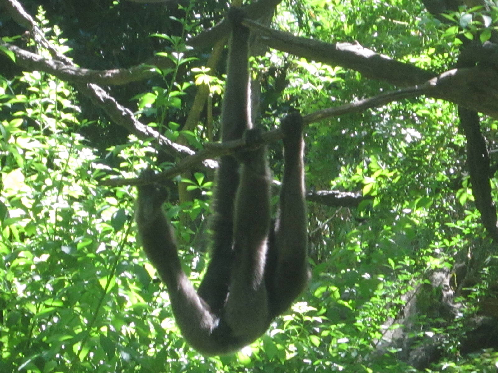 Jun. 2012-Mueller's Grey Gibbon