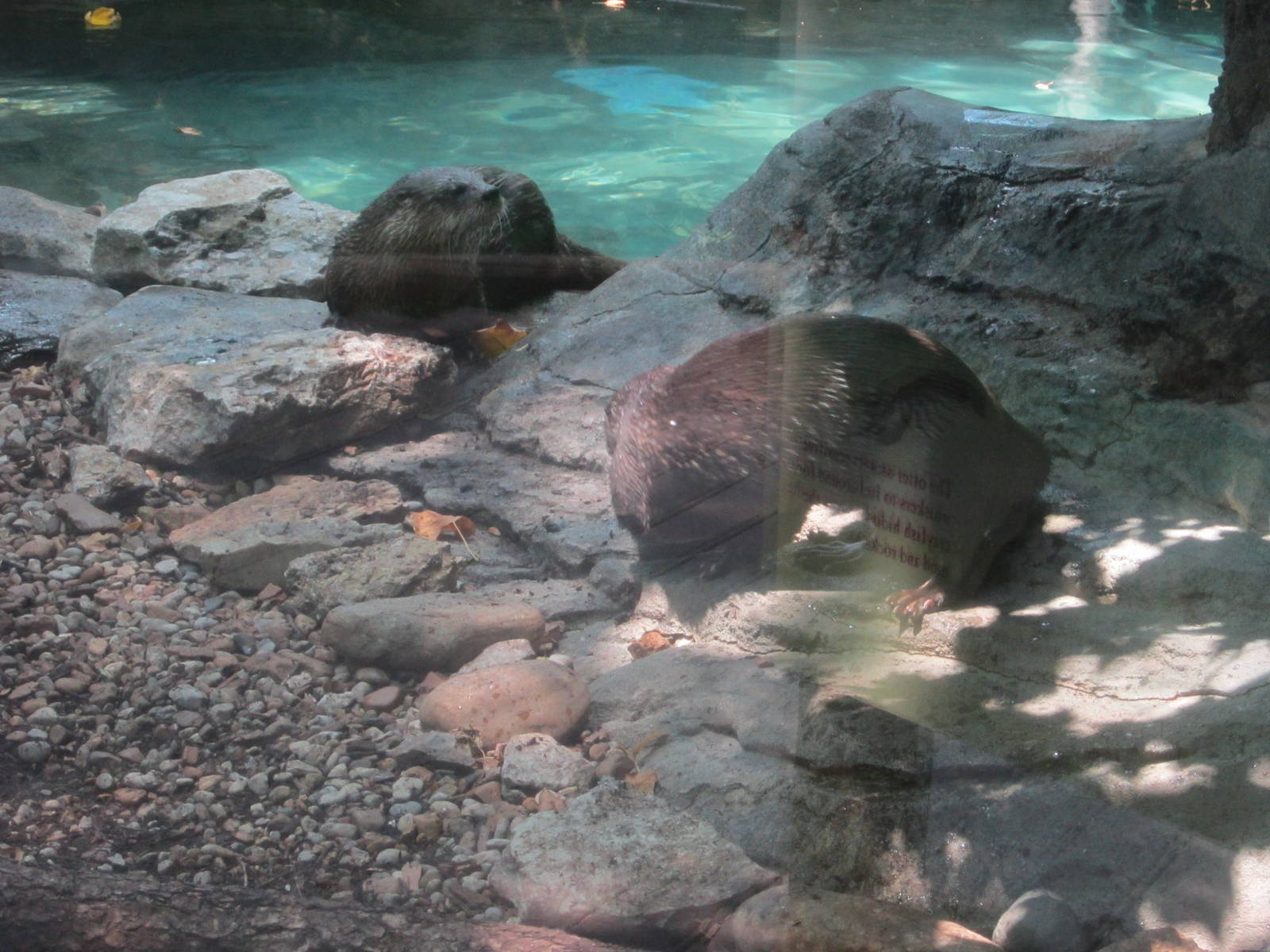 Jun. 2012-Nero and Zoey the North American River Otters