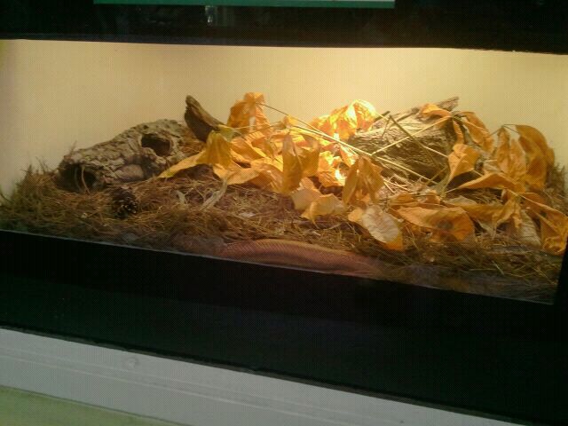 Jun. 2012-New Everglades Rat Snake exhibit