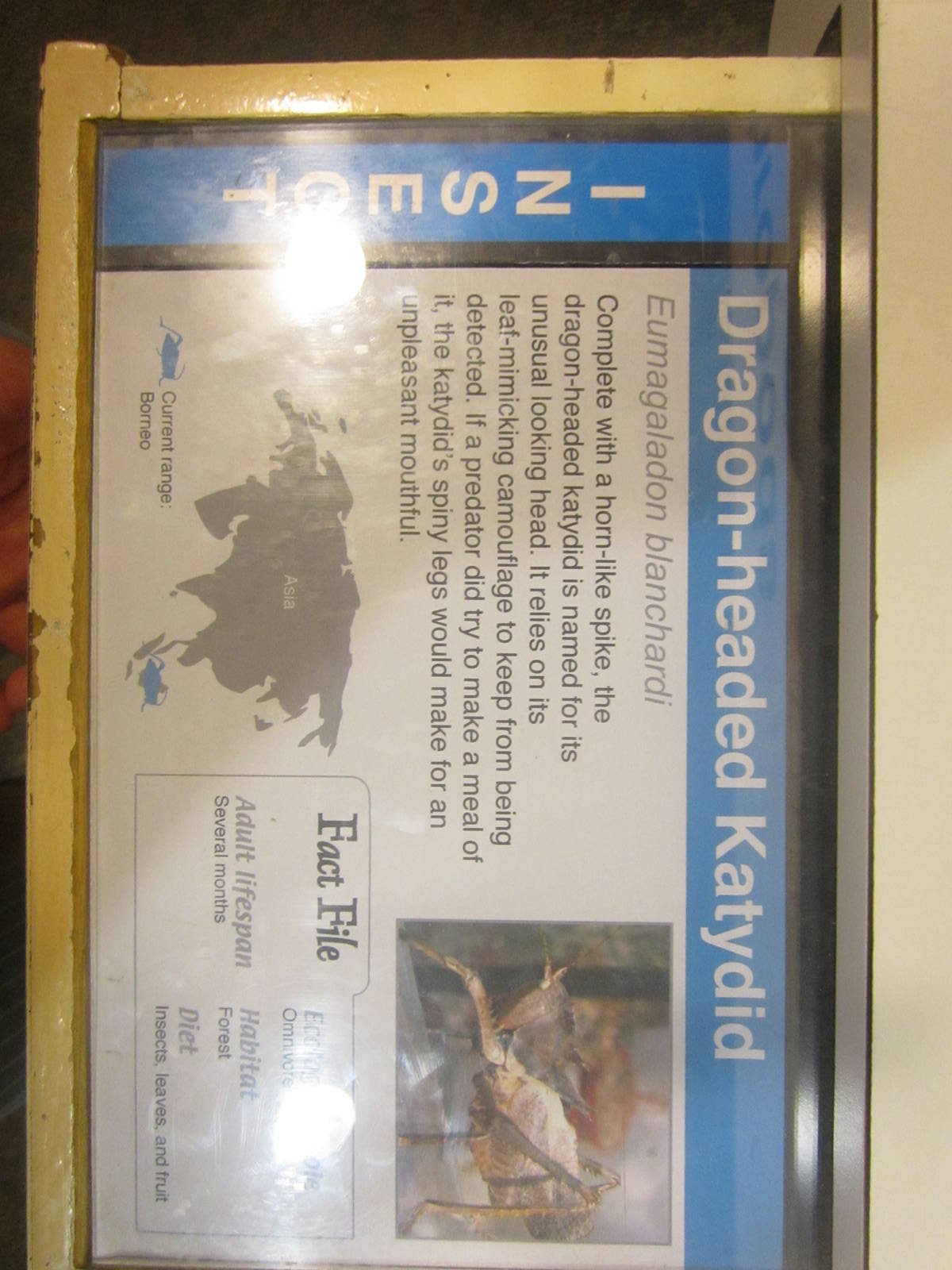 Jun. 2012-New Katydid Sign