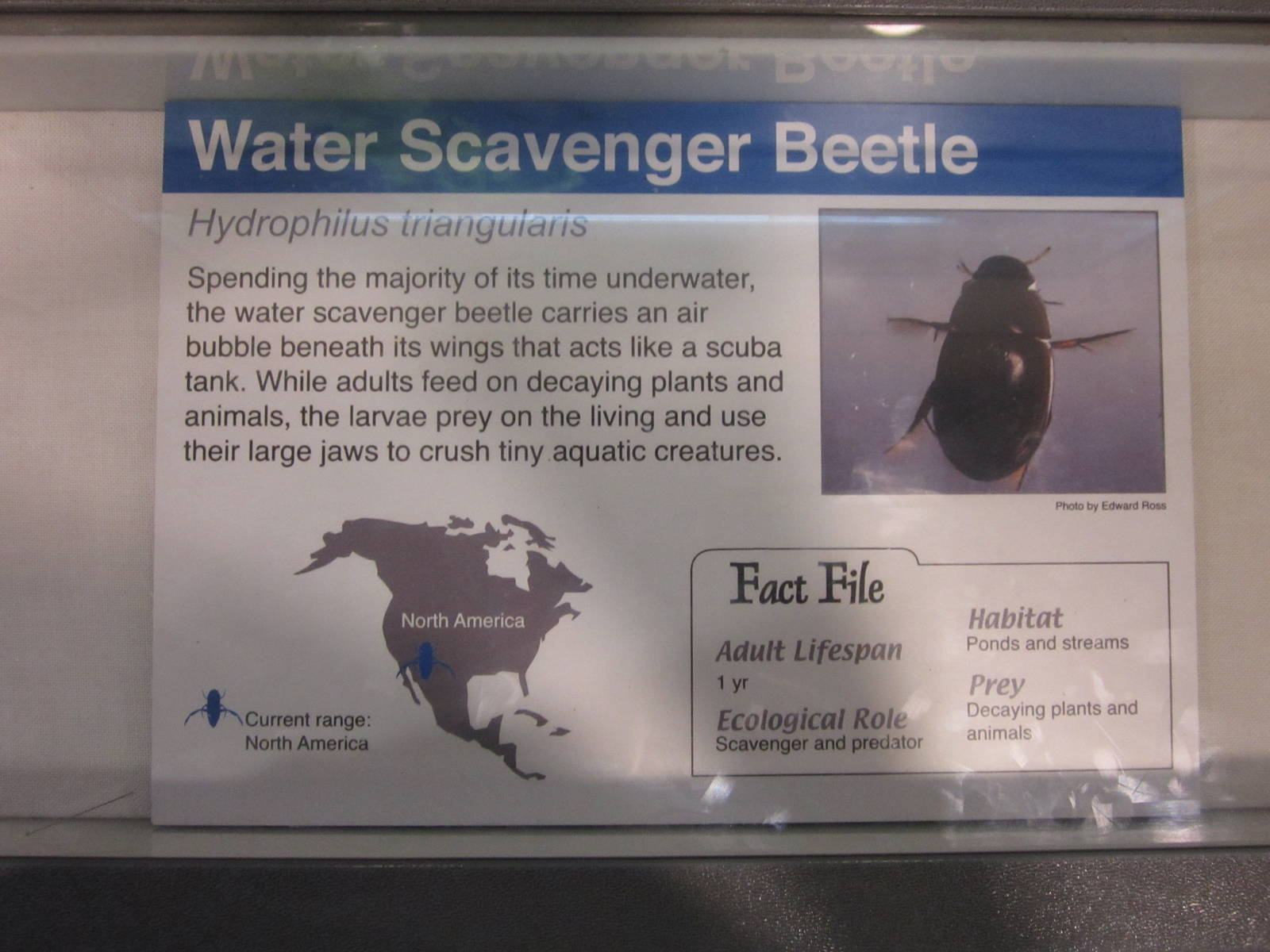 Jun. 2012-New Water beetle sign