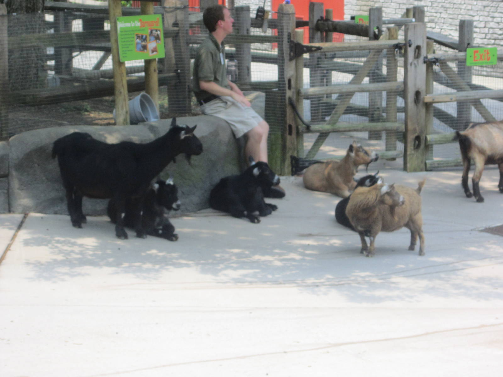 Jun. 2012-Nigerian Dwarf Goats