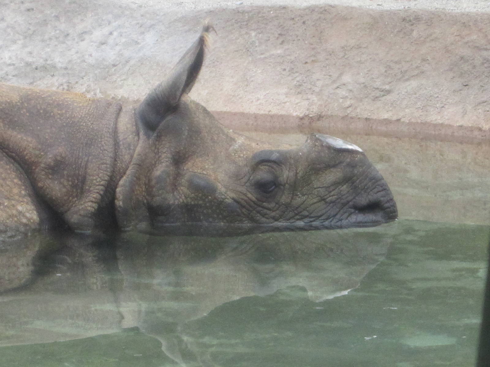 Jun. 2012-Nikki, an Indian Rhinoceros