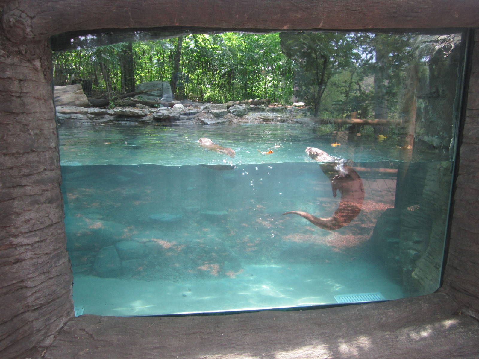 Jun. 2012-North American River Otter Underwater Viewing