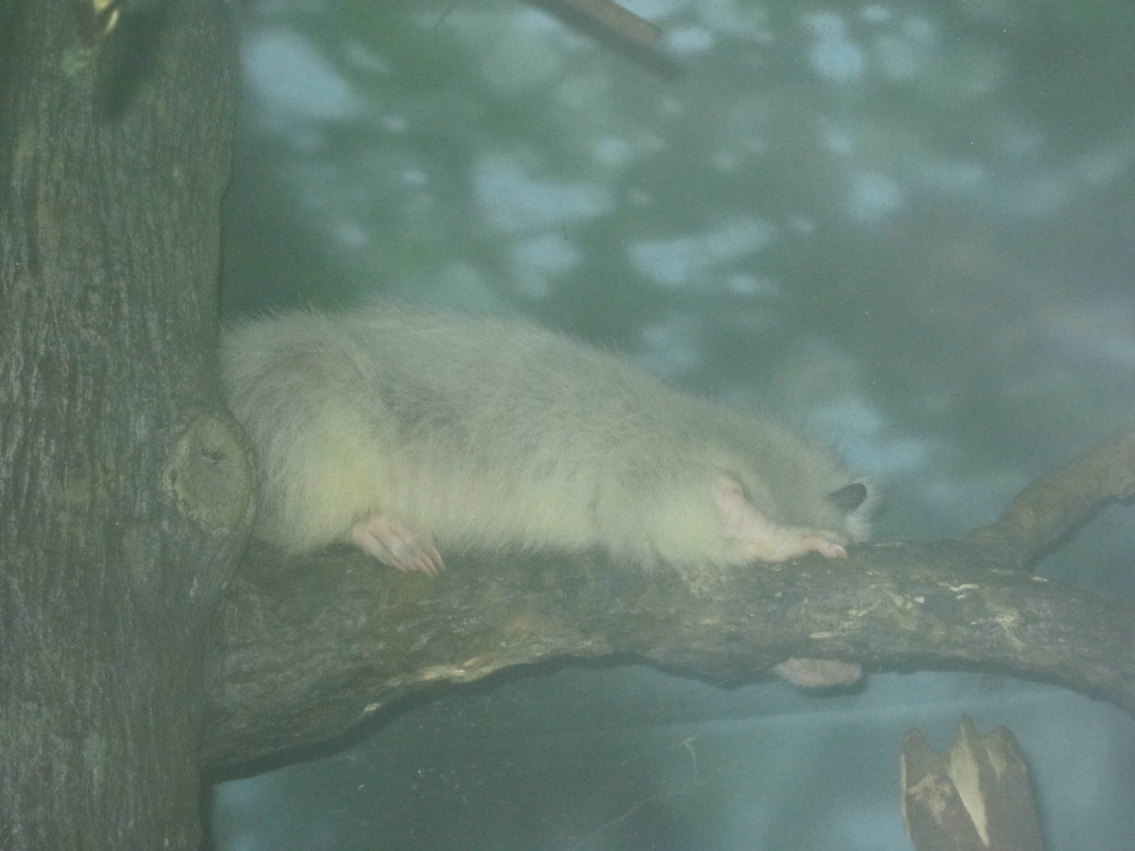 Jun. 2012-Northern Luzon Giant Cloud Rat