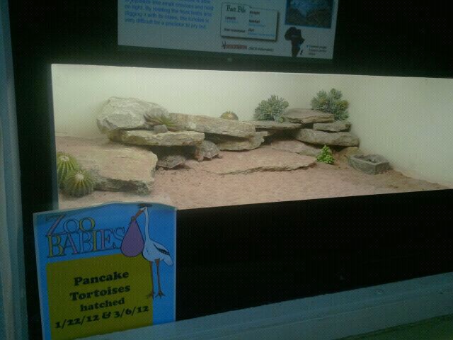 Jun. 2012-Pancake tortoise exhibit