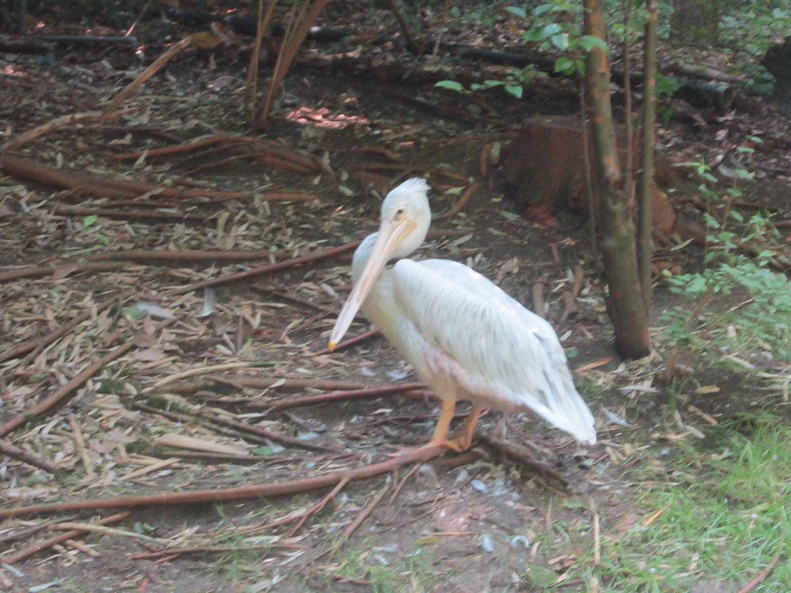Jun. 2012-Pink-backed Pelican
