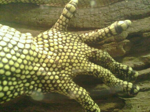 Jun. 2012-Quince Monitor claw