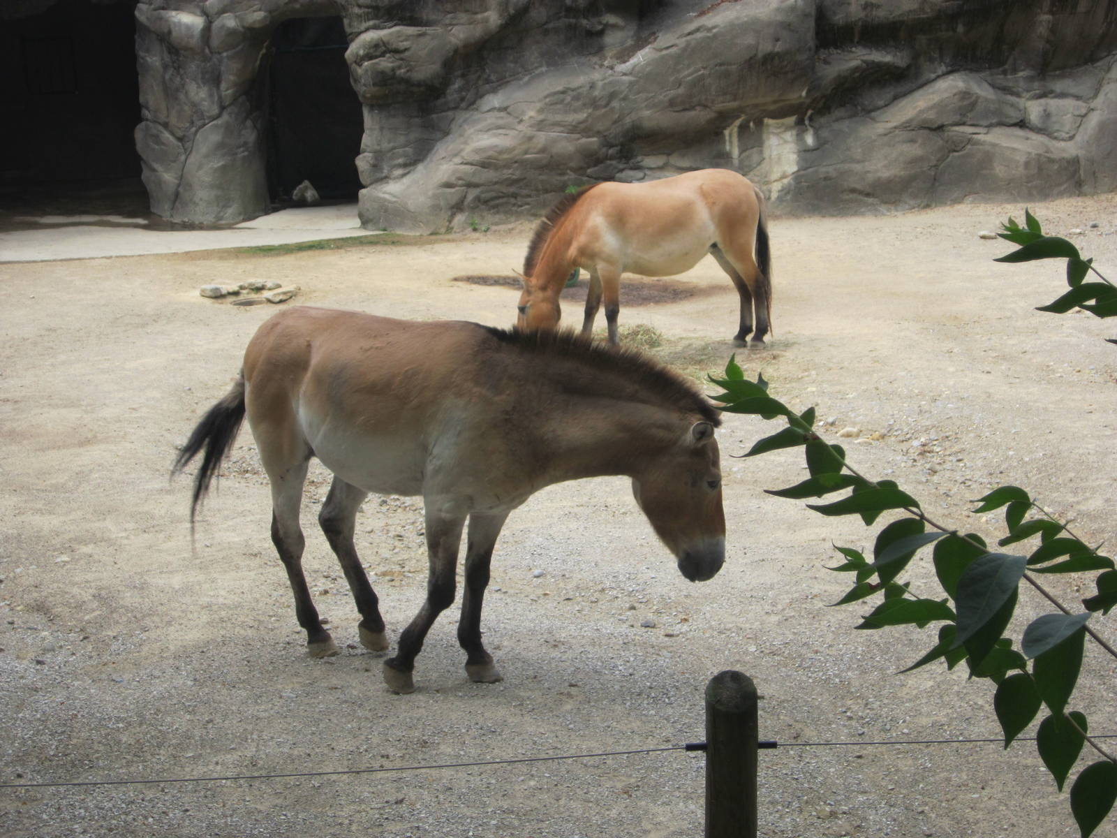 Jun. 2012-Raisin and Bellatessa the Przewalski's Horses