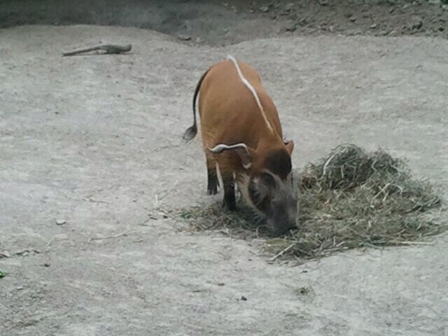 Jun. 2012-Red River Hog